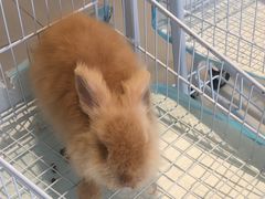 -怪兽屋·羊驼·猫咖·狗咖(俊华广场店)