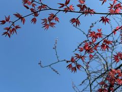 -东平国家森林公园