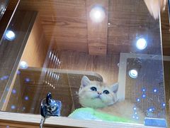 -老吴的猫·猫舍(新区店)