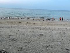 -贝壳沙滩