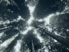 -武陵山森林公园
