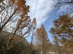 -白水寺森林公园