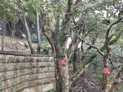 -普陀山慧济禅寺