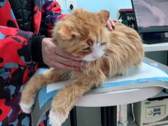 -纳吉亚猫专科动物医院博雅分院