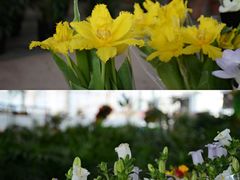 -三圣花乡旅游区