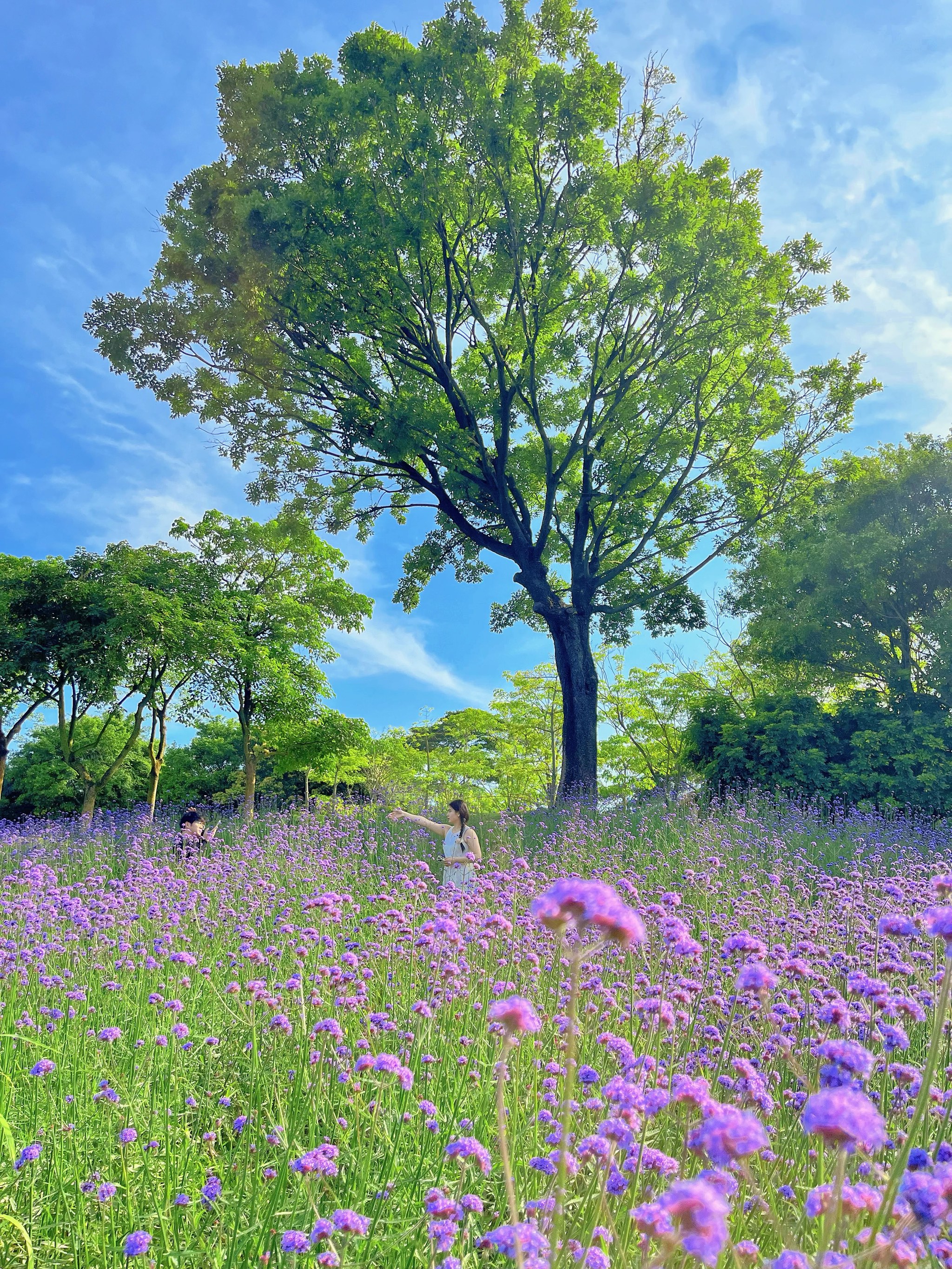 普罗旺斯花海 风车图片