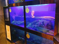 -严厨老坛酸菜鱼(张掖路店)