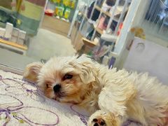 -翊宠yipet猫狗购宠庄园犬舍•猫舍