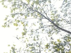 -火炉山森林公园