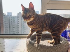 -帕帕拉兹宠物(亚洲旗舰店)