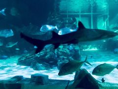 -悉尼海洋生物水族馆