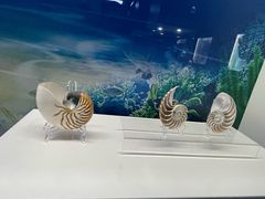 -贝壳王国博物馆