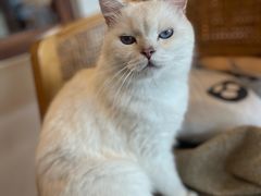 -猫小主咖啡·猫咖cat cafe(福田店)