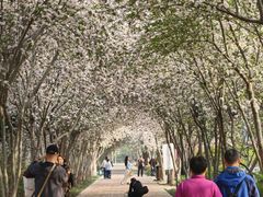 -洛阳市隋唐城遗址植物园