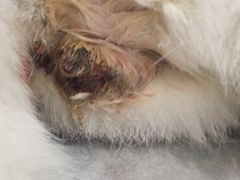-美迦爱-牙专科·兔科·骨科诊疗中心(北苑店)