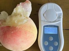 -老袁家蜜桃农场·阳山水蜜桃