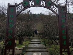 -香雪海
