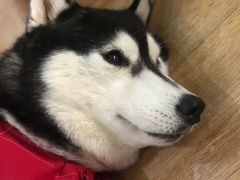 -Husky Go! 哈士奇体验馆·宠物咖啡厅狗咖