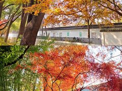 -秋霞圃