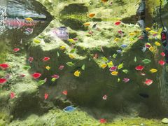 -苏州海洋馆