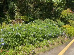 -深圳仙湖植物园