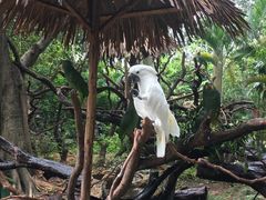 -广州长隆飞鸟乐园