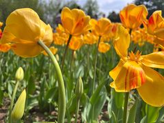 -石家庄市植物园