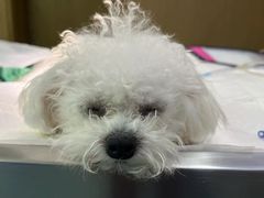 -艾贝尔宠物医院·24H转诊中心·肿瘤猫专科(江宁双龙店)