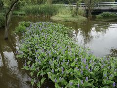 -西湖风景区-江洋畈生态公园
