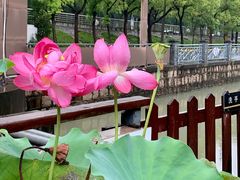 -陈家山荷花公园