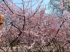 -大兴滨河森林公园