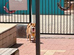 -趣玩宠物乐园寄养训犬训狗游泳池