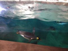 -广东省拱北口岸中国旅行社(华宾营业部)