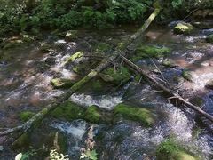 -汤旺河林海奇石景区