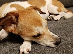 -北京赛佳动物医院