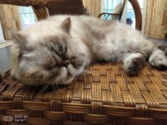 -猫色咖啡·猫咖