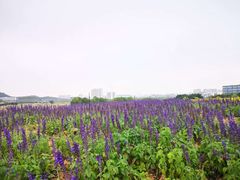 -光明小镇欢乐田园
