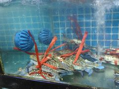 -四川小胡子海鲜(丁村万人海鲜广场店)