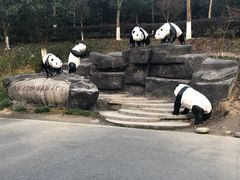 -都江堰中华大熊猫苑