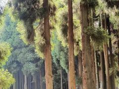 -武陵山森林公园