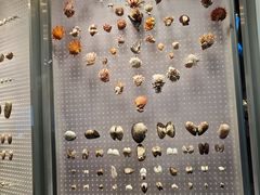 -贝林大翅鲸简餐厅(国家海洋博物馆店)