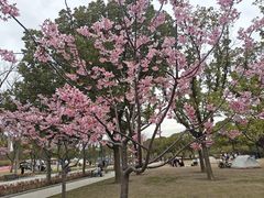 -新江湾城公园