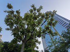 -荔枝公园(福田区)