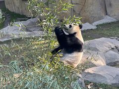 -上海野生动物园
