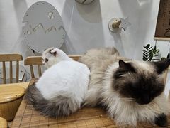 -楼上猫咖(罗湖店)
