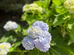 -中国科学院华南植物园