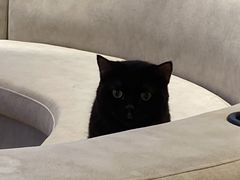 -啵啵喵·猫咖(攀华国际店)
