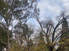 -墨尔本皇家植物园