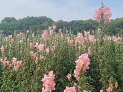 -茂菊口腔连锁(浦东南路店)