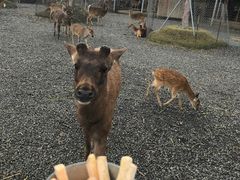 -鹿境梅花鹿生态园区